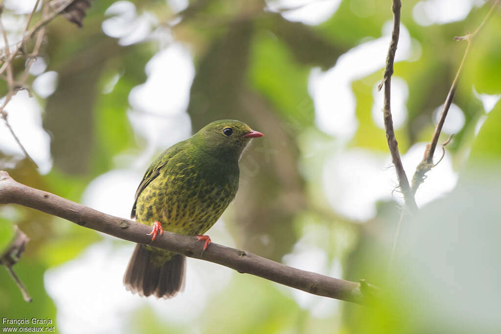 Green-and-black Fruiteater female adult, identification