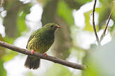 Cotinga vert et noir