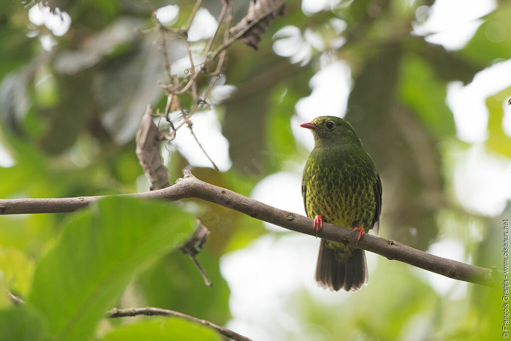 Cotinga vert et noir