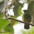 Cotinga vert et noir