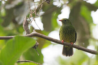 Cotinga vert et noir