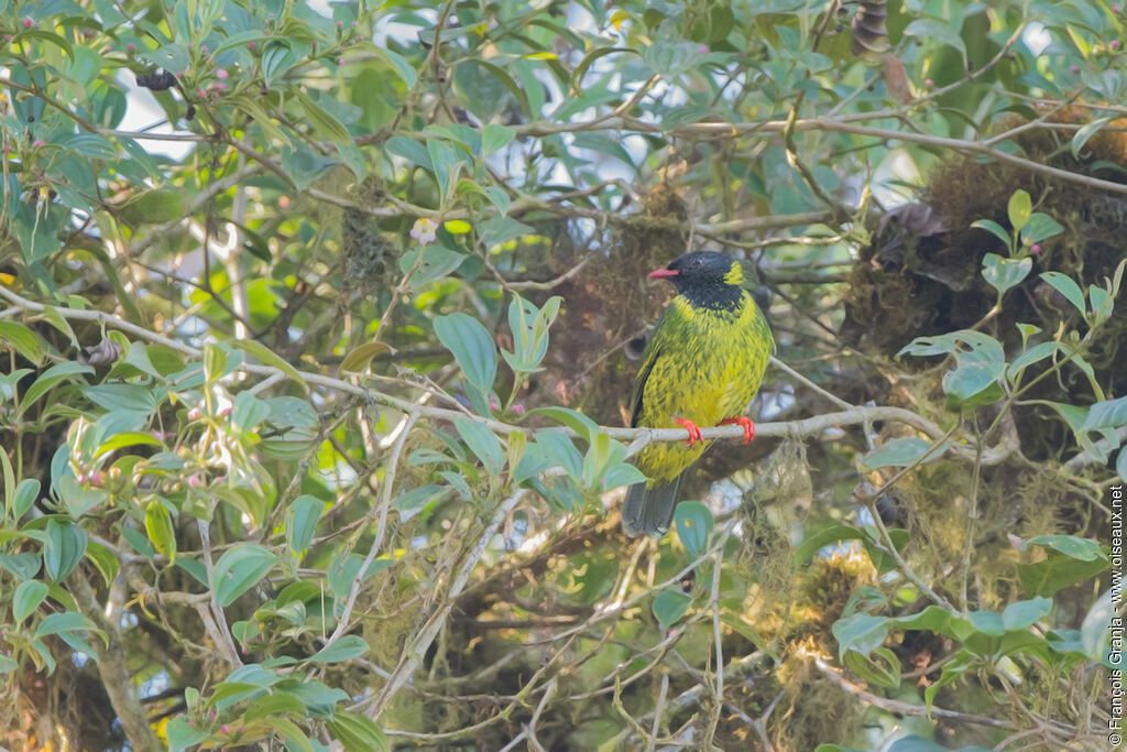 Cotinga vert et noir mâle