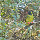 Cotinga vert et noir