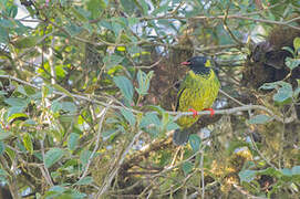 Cotinga vert et noir