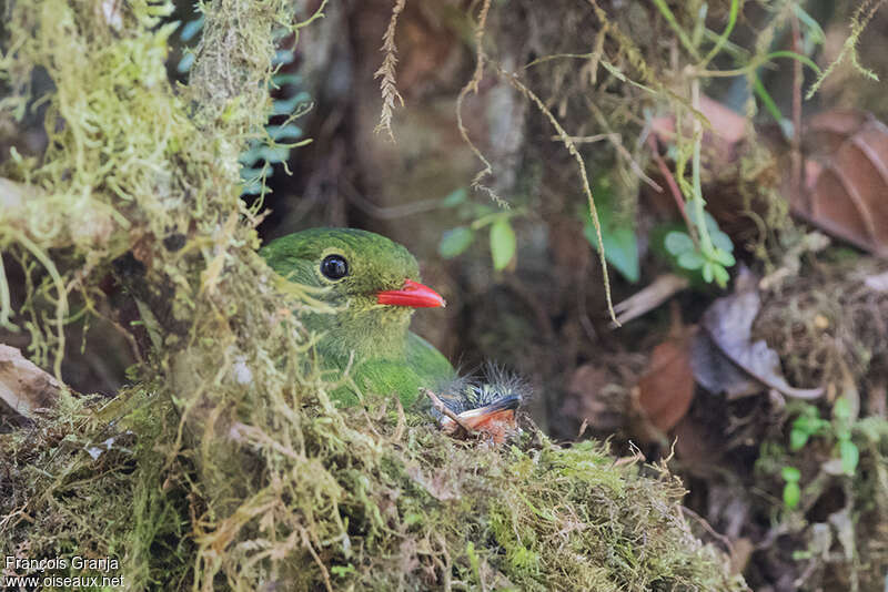 Green-and-black Fruiteater female adult, Reproduction-nesting