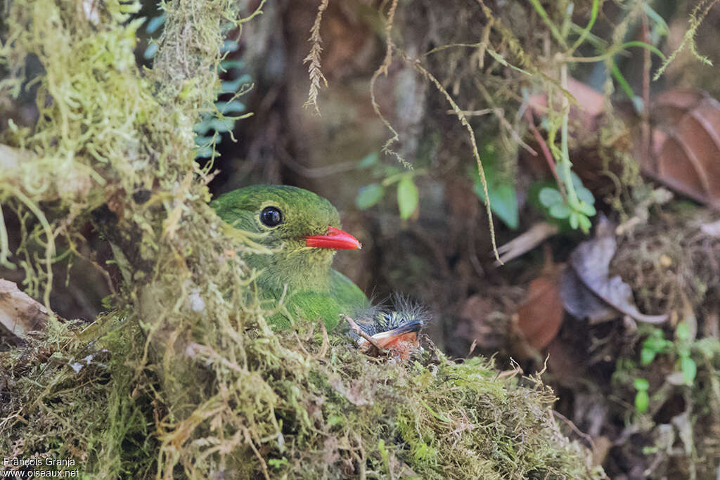 Cotinga vert et noir femelle adulte, Nidification