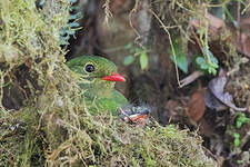 Cotinga vert et noir