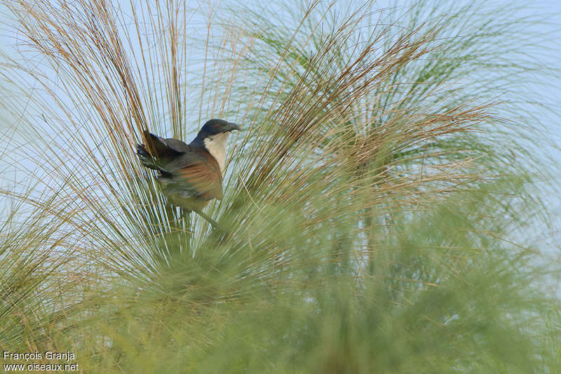 Coucal à nuque bleueadulte, habitat