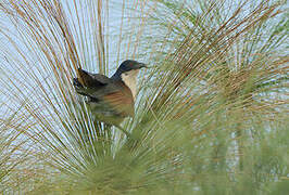 Blue-headed Coucal