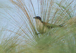 Blue-headed Coucal