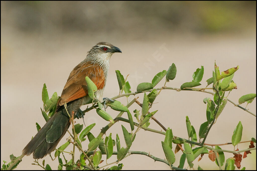 White-browed Coucal