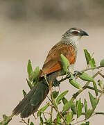 Coucal à sourcils blancs