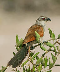 Coucal à sourcils blancs