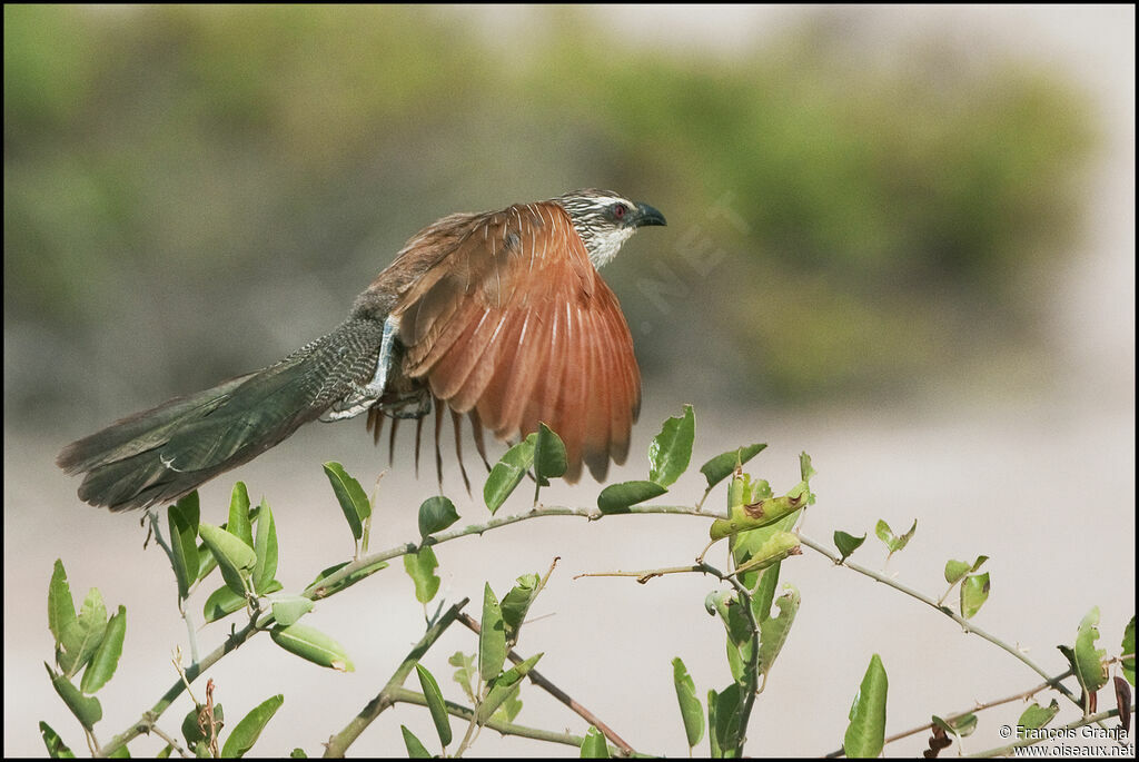 Coucal à sourcils blancs