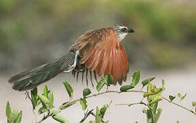 White-browed Coucal