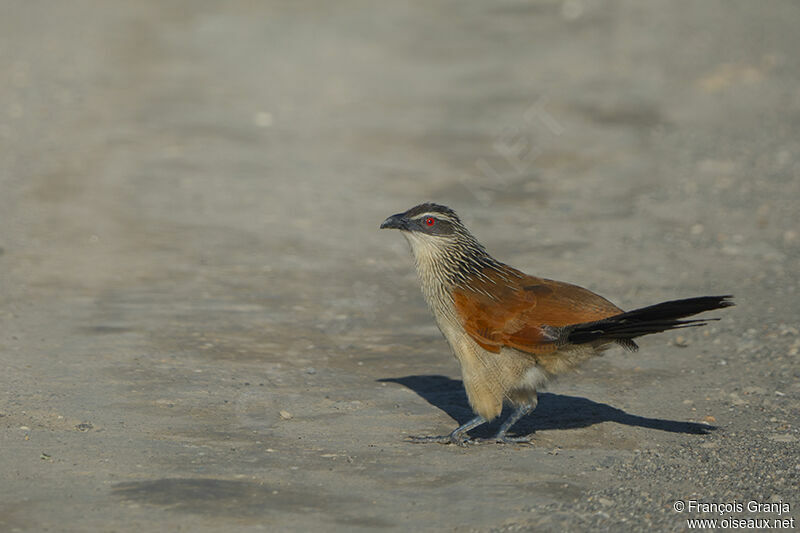 Coucal à sourcils blancsadulte