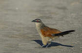 Coucal à sourcils blancs