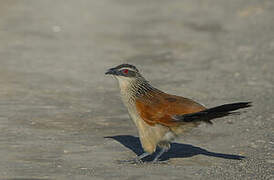 White-browed Coucal