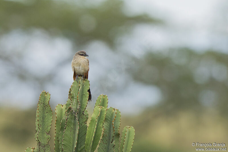 Coucal à sourcils blancsadulte