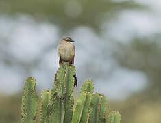 White-browed Coucal