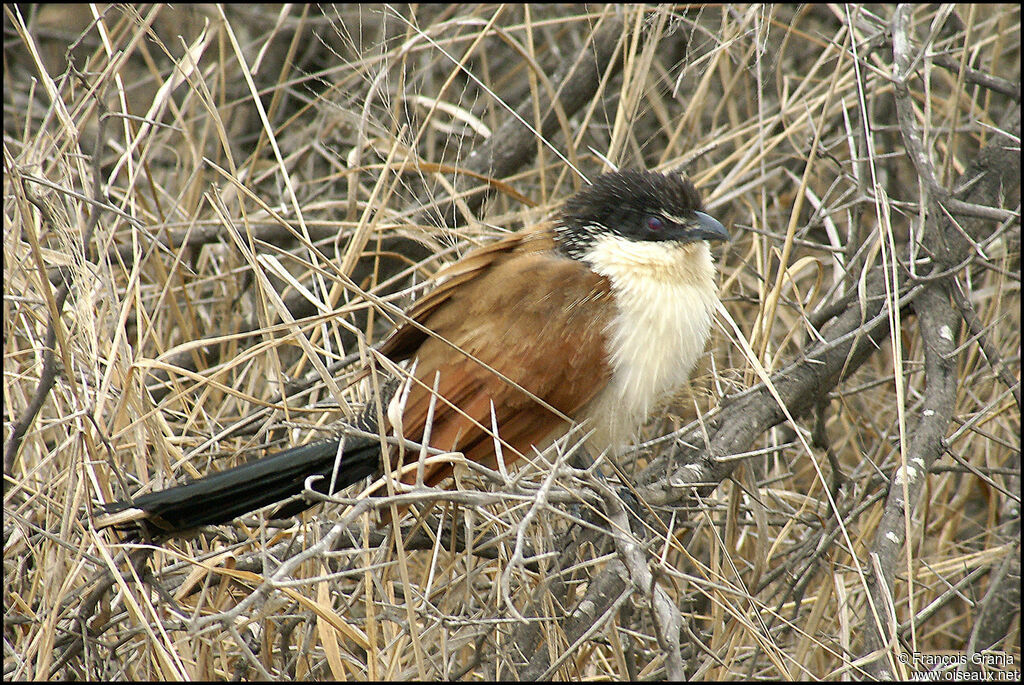 Coucal de Burchell