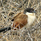 Coucal de Burchell