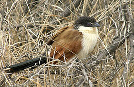 Burchell's Coucal