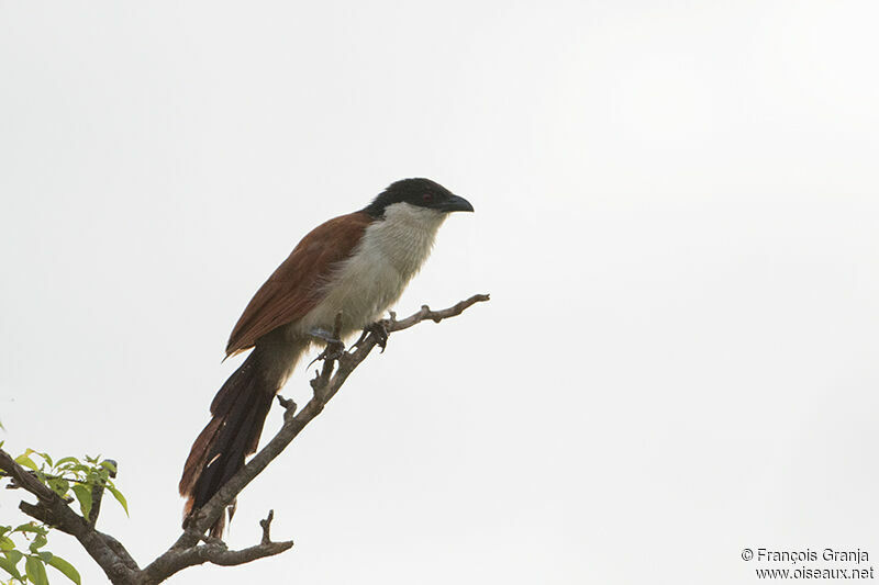 Coucal du Sénégaladulte