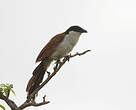 Coucal du Sénégal