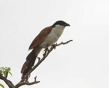 Senegal Coucal