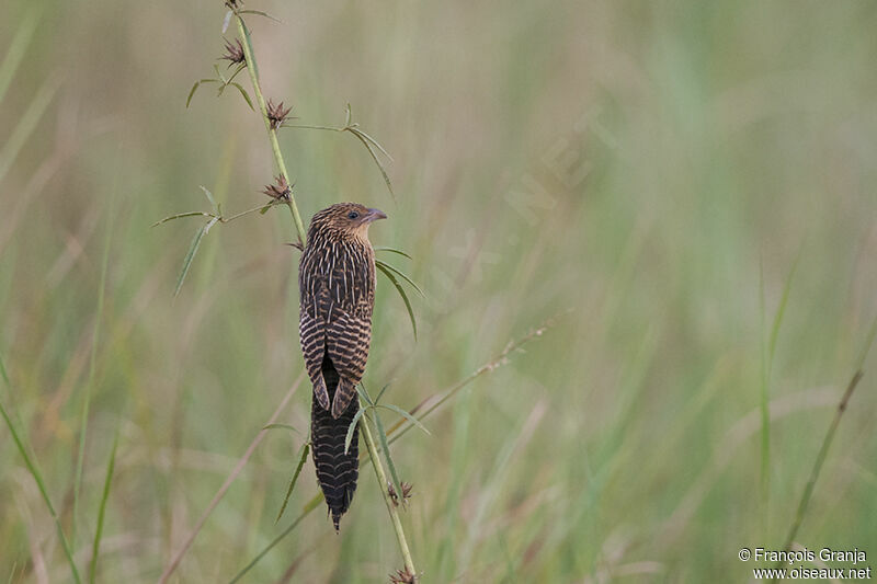 Coucal noirjuvénile