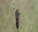 Coucal noir