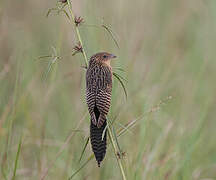 Coucal noir