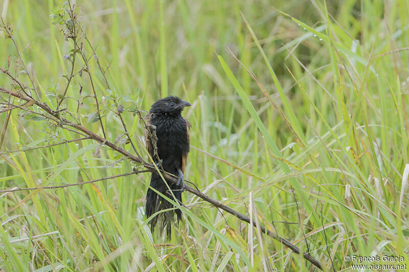 Coucal noiradulte