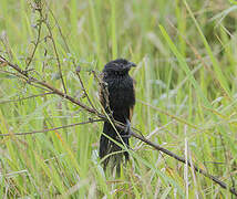 Coucal noir