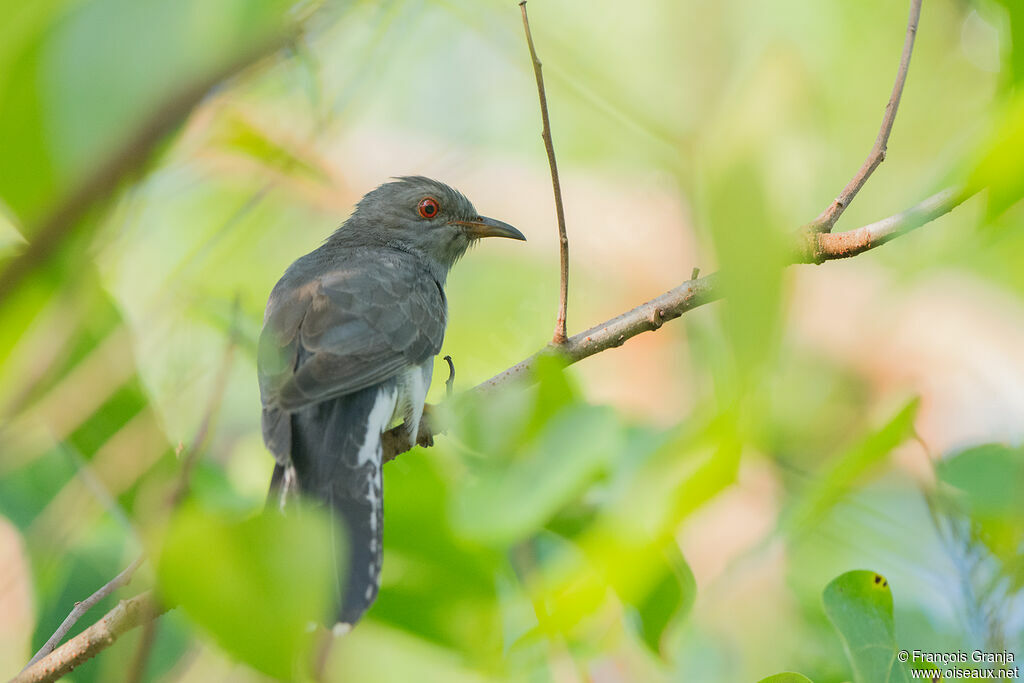 Grey-bellied Cuckoo