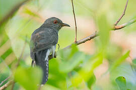 Grey-bellied Cuckoo