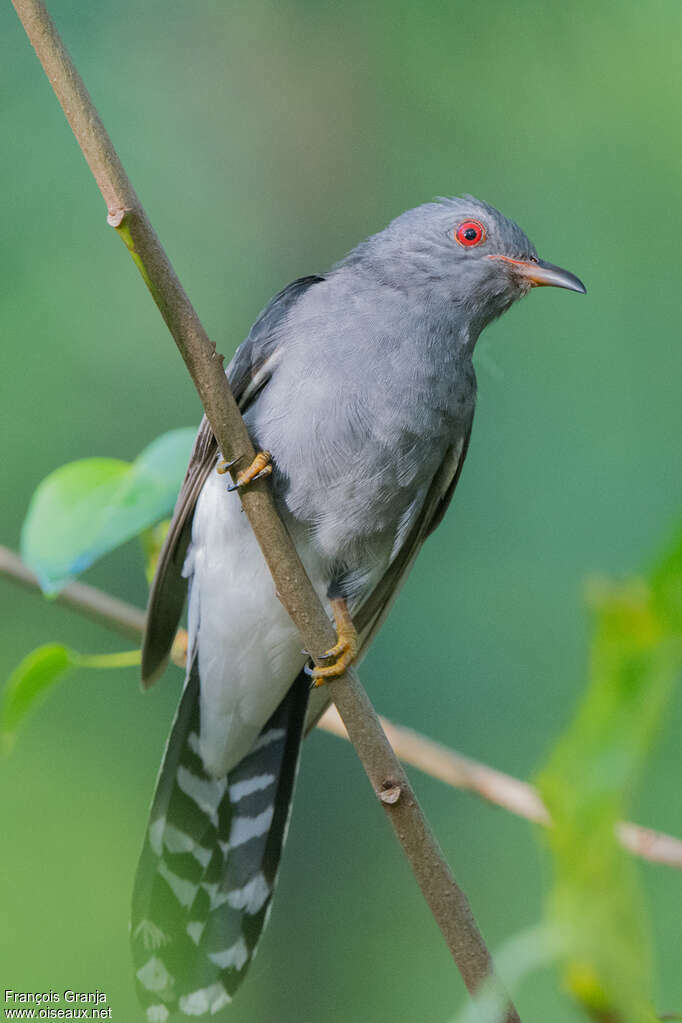 Grey-bellied Cuckoo