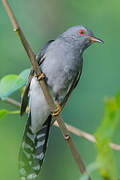 Grey-bellied Cuckoo