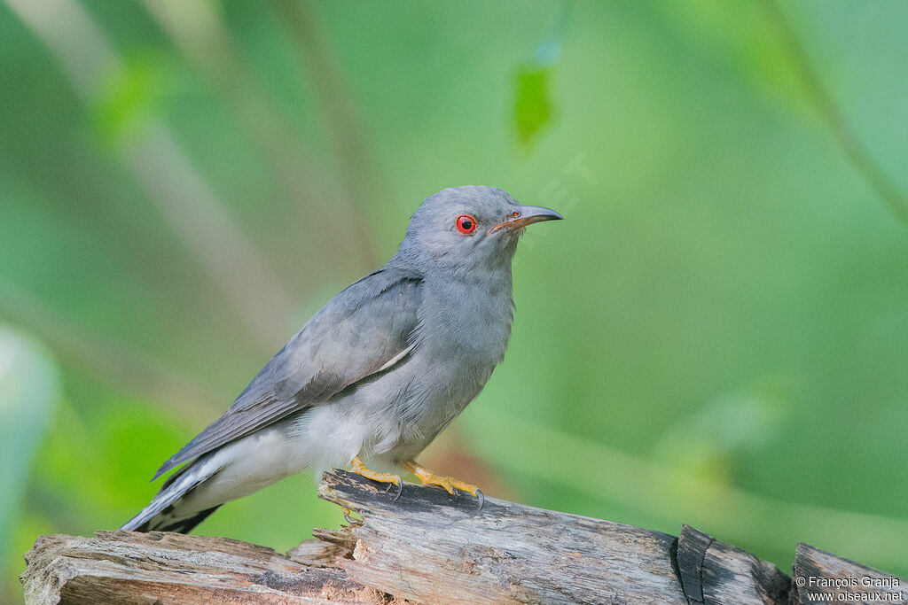 Grey-bellied Cuckoo