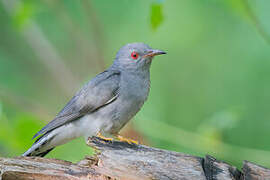 Grey-bellied Cuckoo