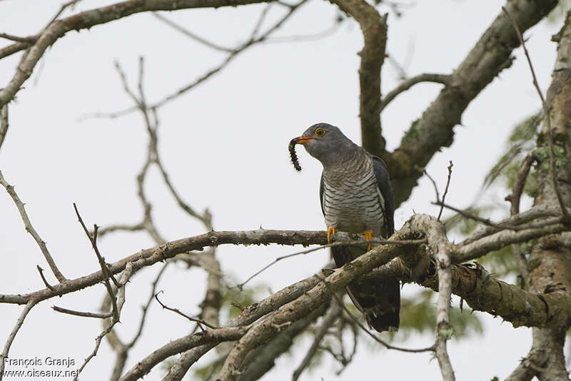 African Cuckooadult, swimming