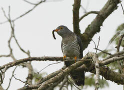 African Cuckoo