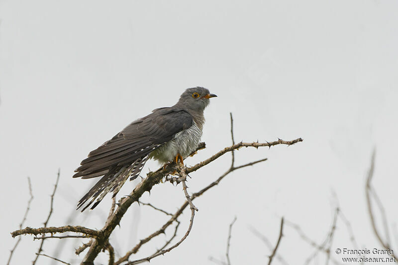 African Cuckooadult