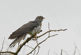 African Cuckoo