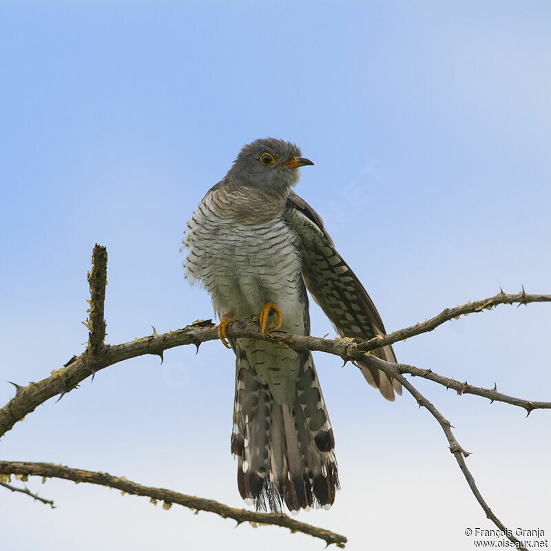 African Cuckooadult