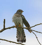 African Cuckoo