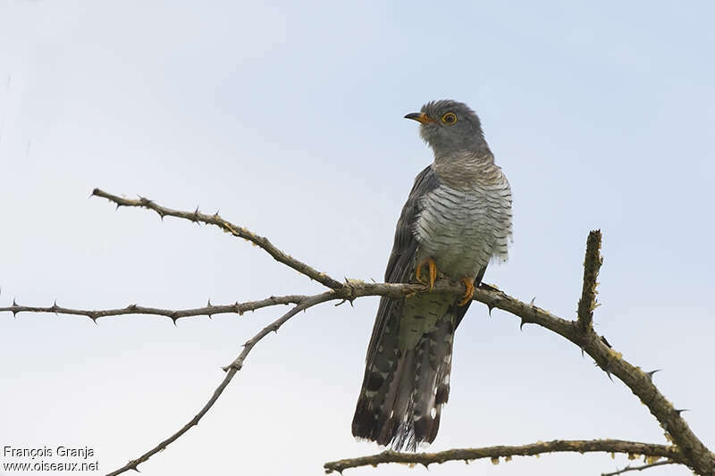 African Cuckooadult