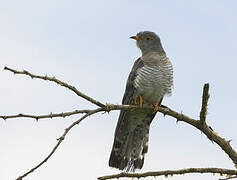 African Cuckoo