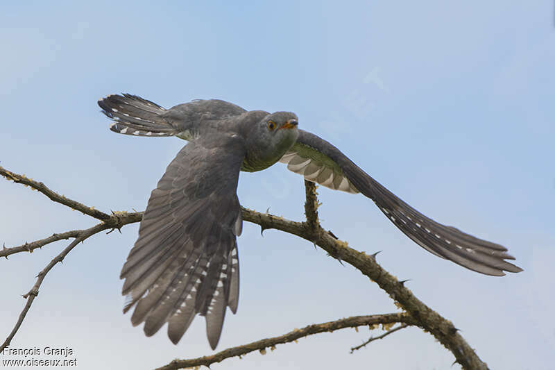 African Cuckoo male adult, aspect, pigmentation, Flight